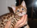 BooBoo the Bengal Cat at five weeks of age - 2
