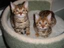 BooBoo the Bengal Cat at five weeks of age - 3