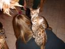 BooBoo the Bengal Cat at five weeks of age - 4