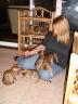 BooBoo the Bengal Cat at five weeks of age - 5
