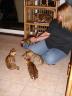 BooBoo the Bengal Cat at five weeks of age - 6