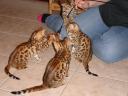 BooBoo the Bengal Cat at five weeks of age - 7