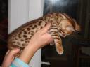BooBoo the Bengal Cat at five weeks of age - 1