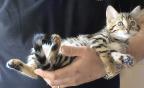 Jasmine the Bengal Cat lazing around