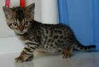 Jasmine the Bengal Cat as a Kitten