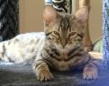 Jasmine the Bengal Cat checking out the Camera