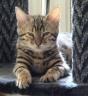 Jasmine the Bengal Cat checking out the Camera again