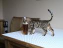 Jasmine the Bengal Cat having a beer