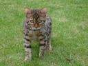 Jasmine the Bengal Cat in the Garden