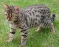 Jasmine the Bengal Cat in the garden again