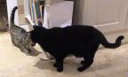 Jasmine the Bengal Cat meets her Uncle Spider the Moggy