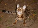 Jasmine the Bengal Cat outside again