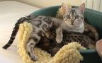 Jasmine the Bengal Cat with her mother Tobysden Daisymae