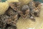 Jasmine the Bengal Cat with the rest of her litter