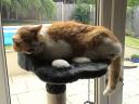 Dino Cat 2