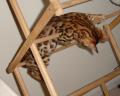Tobysden Bengals Balou 003