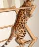 Tobysden Bengals Balou 004