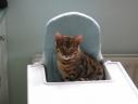 Tobysden Bengals Balou 001