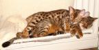 Tobysden Bengals Balou 002