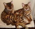 Tobysden Bengals Balou 006