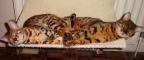 Tobysden Bengals Balou 005