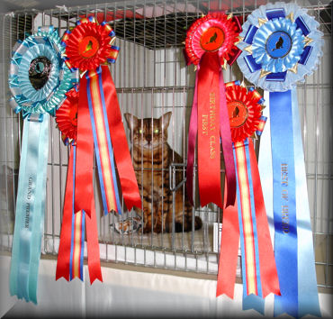 Bengal Cat Show News