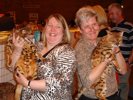 Bengal Cat Show News