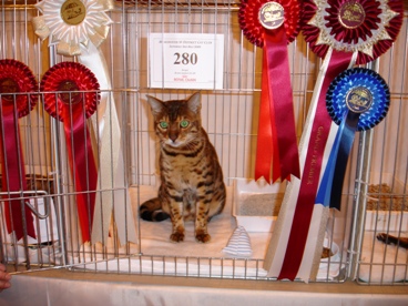 Bengal Cat Show News