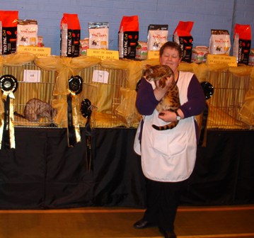 Bengal Cat Show News