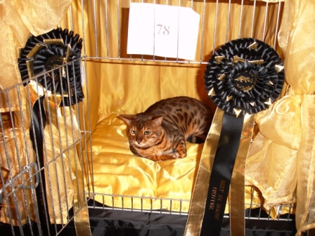 Bengal Cat Show News