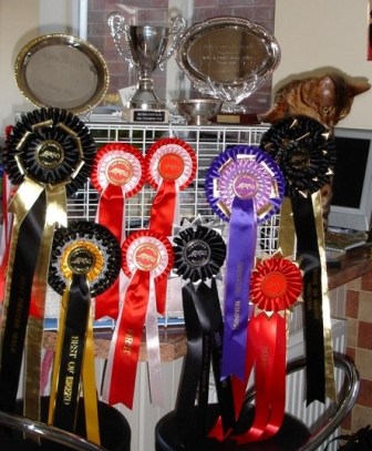 Bengal Cat Show News