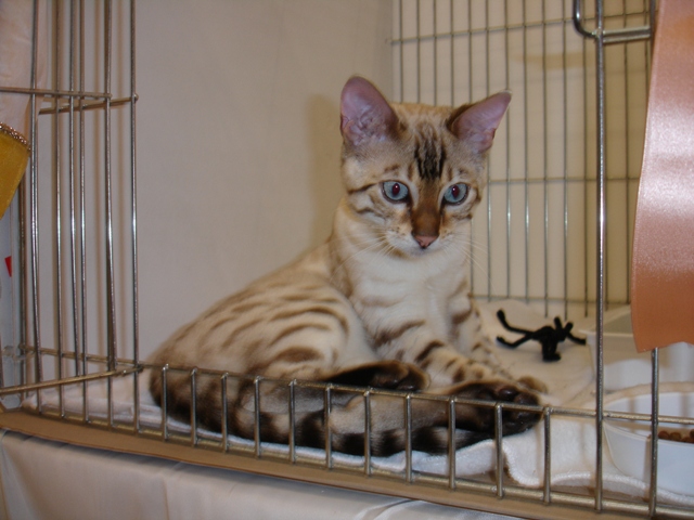 Bengal Cat Show News