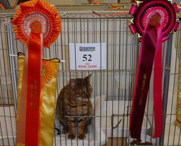 Bengal Cat Show News