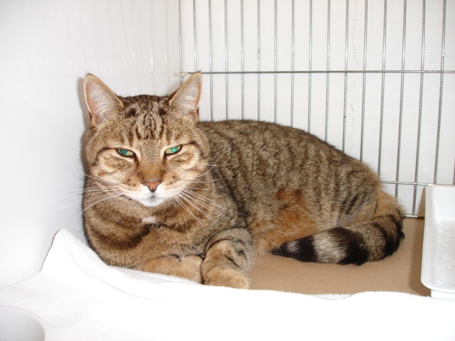 Bengal Cat Show News
