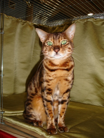 Bengal Cat Show News