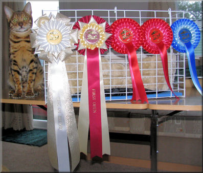 Bengal Cat Show News