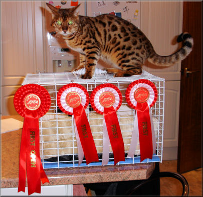 Bengal Cat Show News