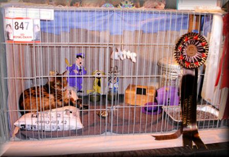 Bengal Cat Show News Bengal Cat Show News