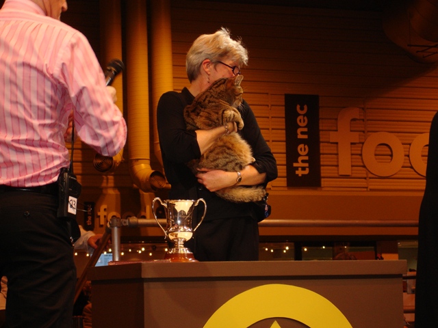 Bengal Cat Show News