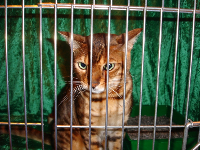 Bengal Cat Show News