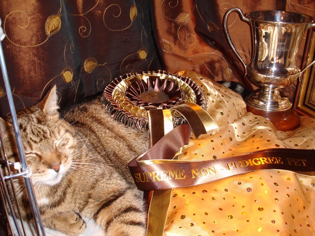 Bengal Cat Show News