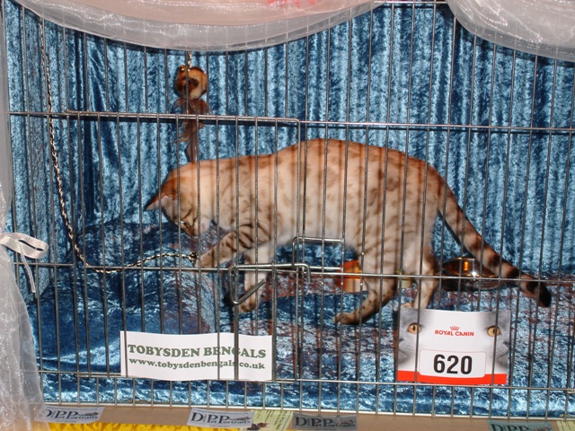 Bengal Cat Show News