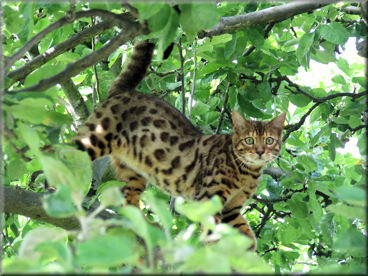 Bengal Cat | Asian Leopard Cat | Tobysden