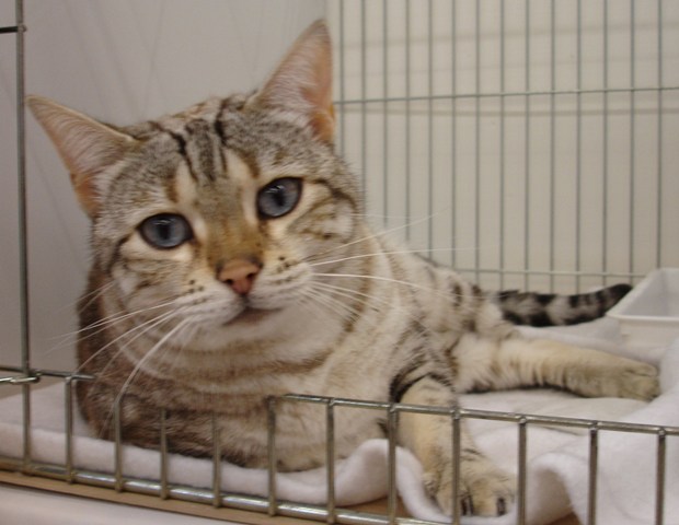 Bengal Cat Show News