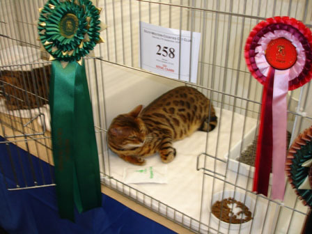 Bengal Cat Show News