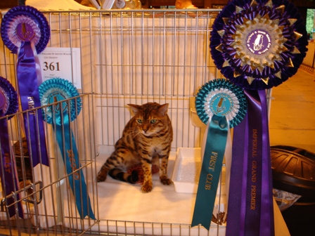 Bengal Cat Show News